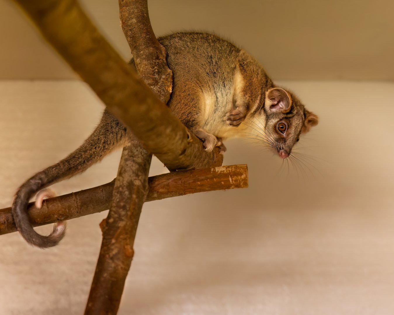 Ringtail possum  / 7-7-22 / Hamerton