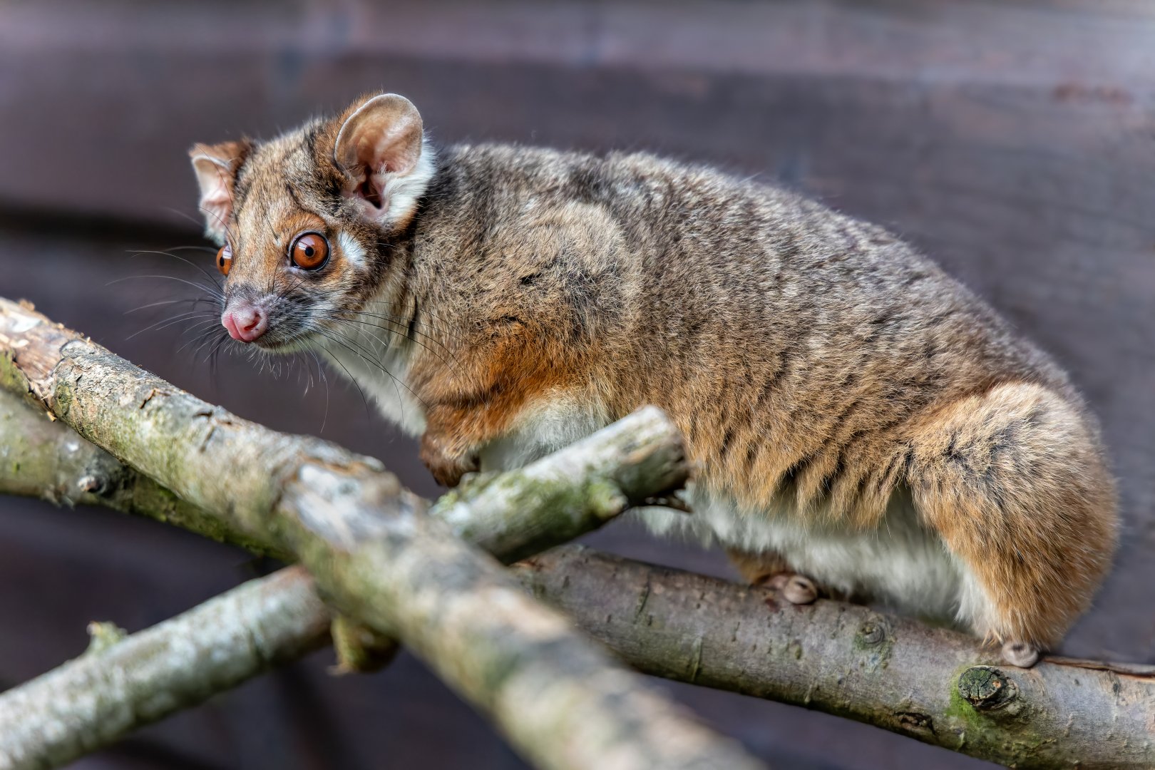 Ringtail Possum Female / 7-7-22 / Hamerton