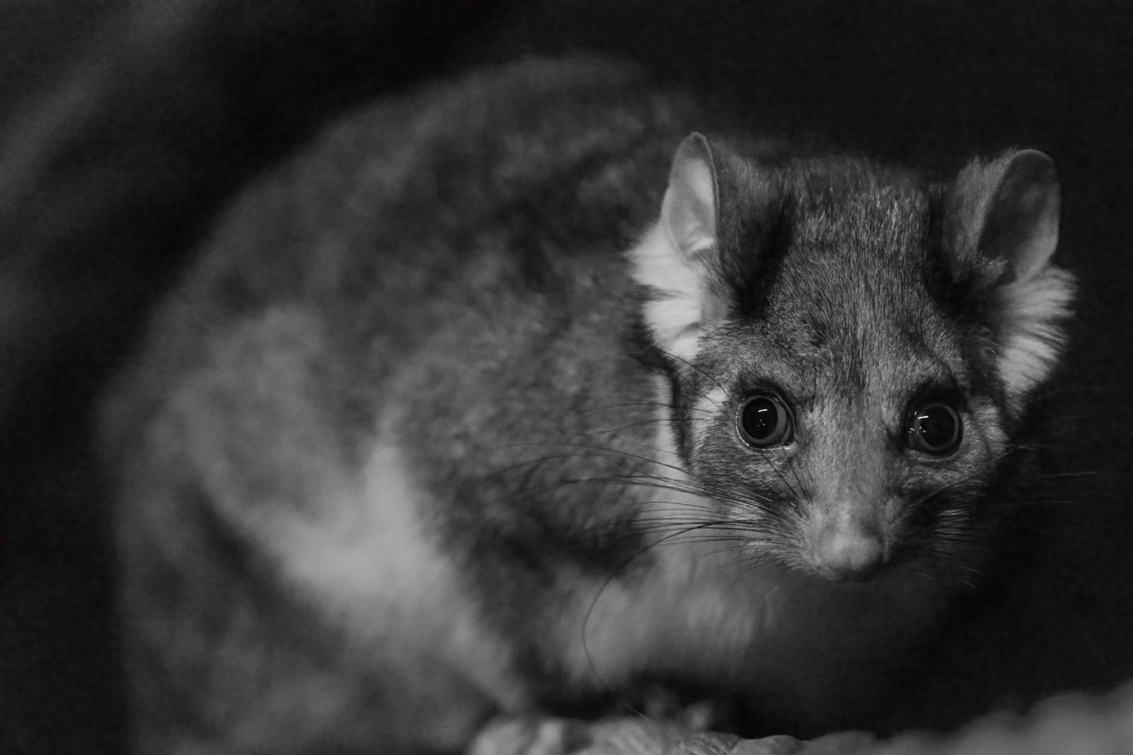 Ringtail Possum / Hamerton / 15-7-21