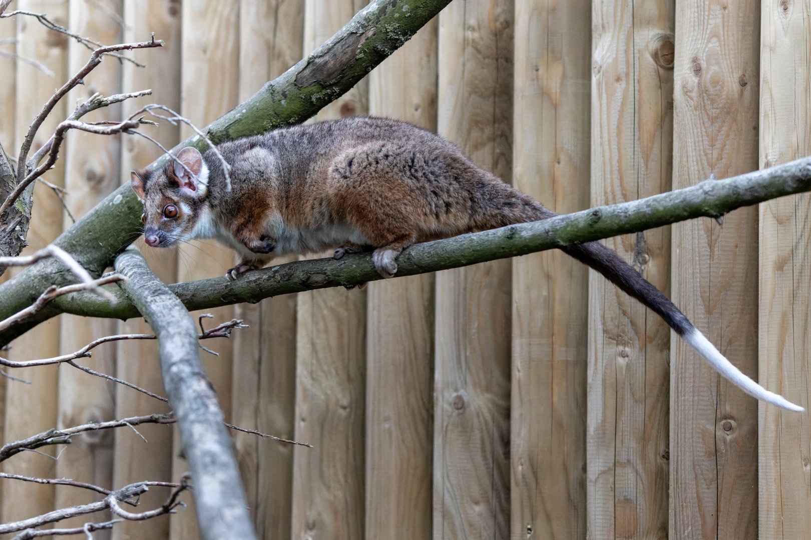 Ringtail Possum Joey / 7-7-22 / Hamerton