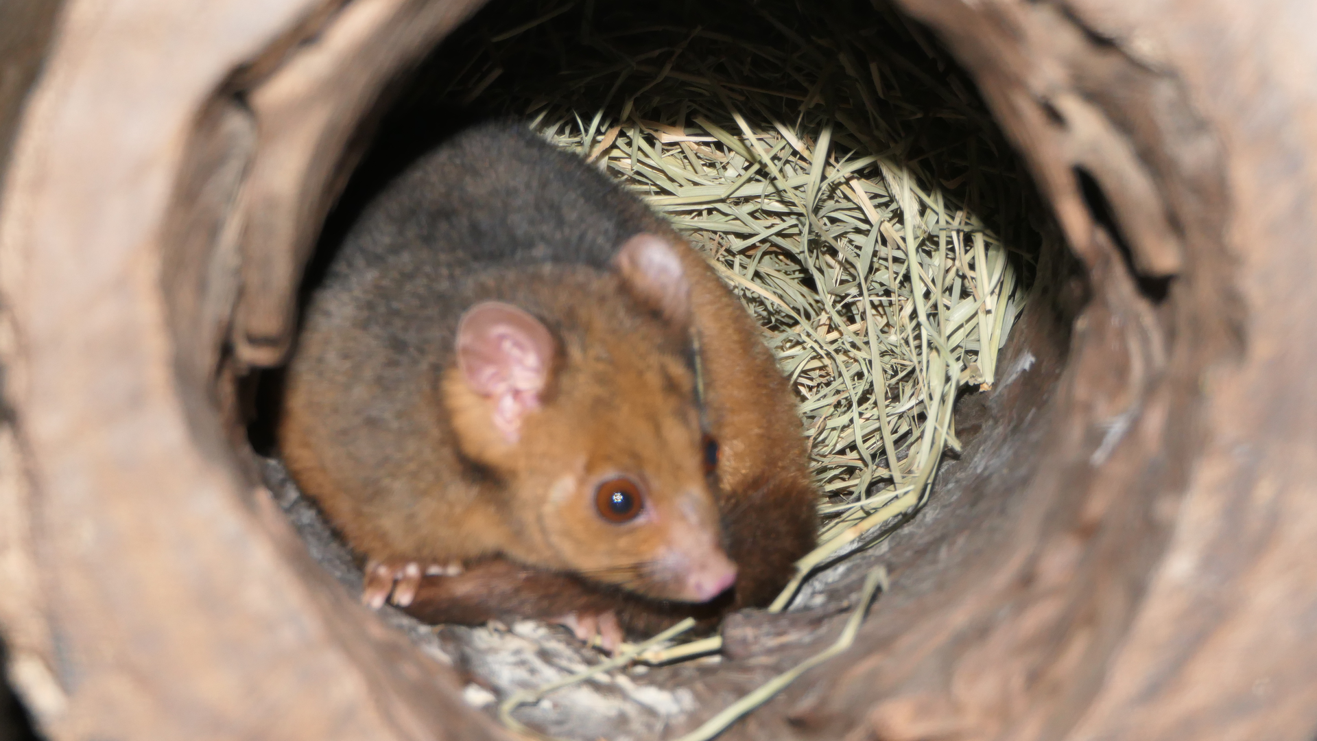 Ringtail Possum subspecies ID? pulcher? Kuranda Koala Gardens