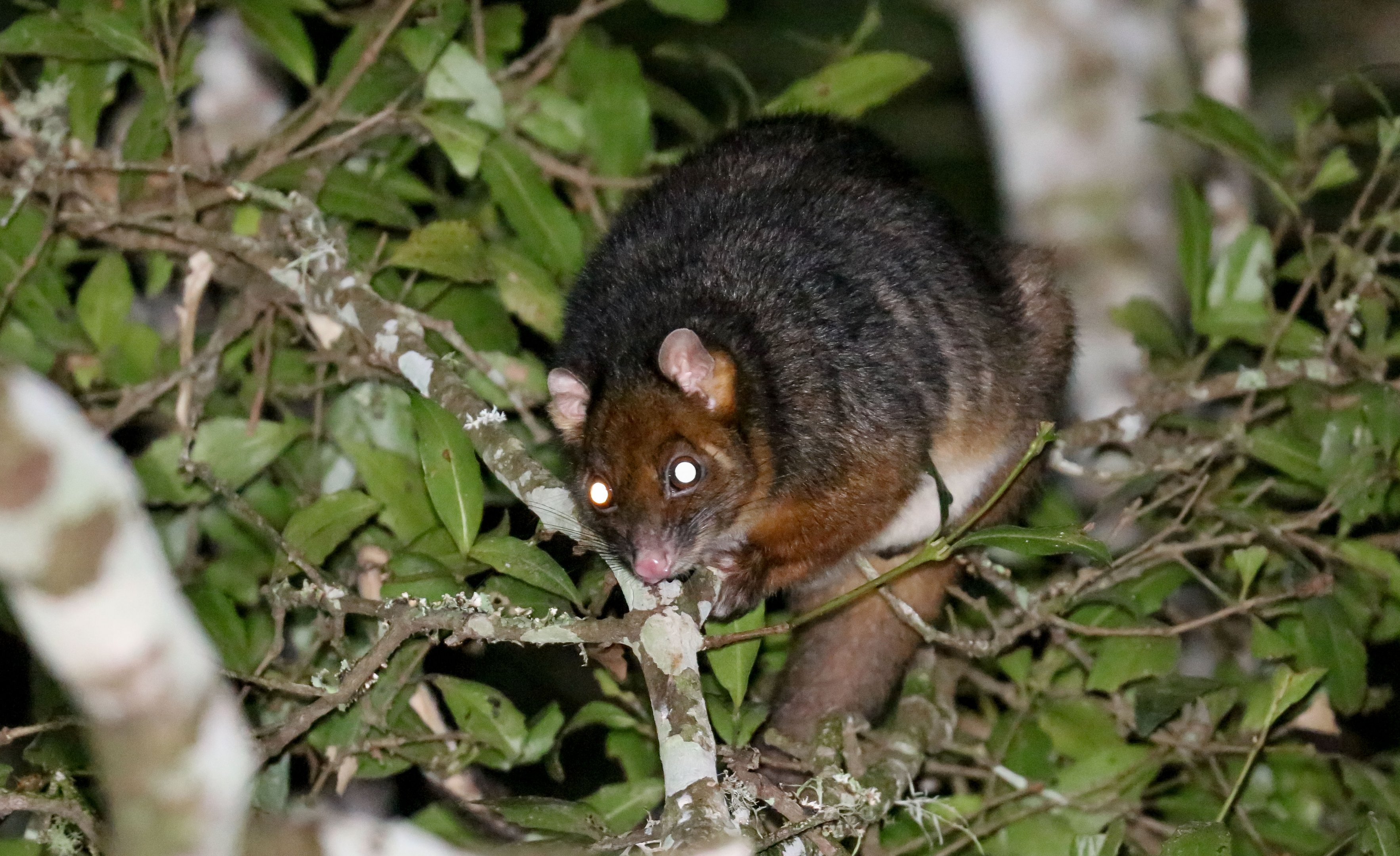 Ringtail Possum