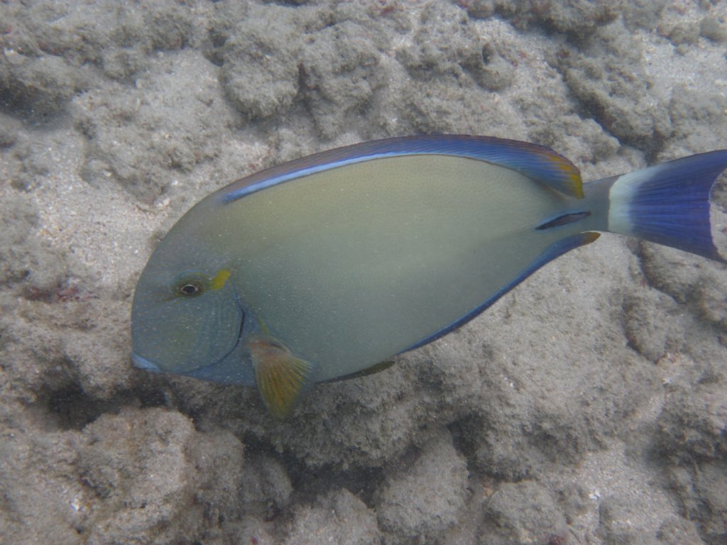 Ringtail Surgeonfish (Acanthurus blochii)
