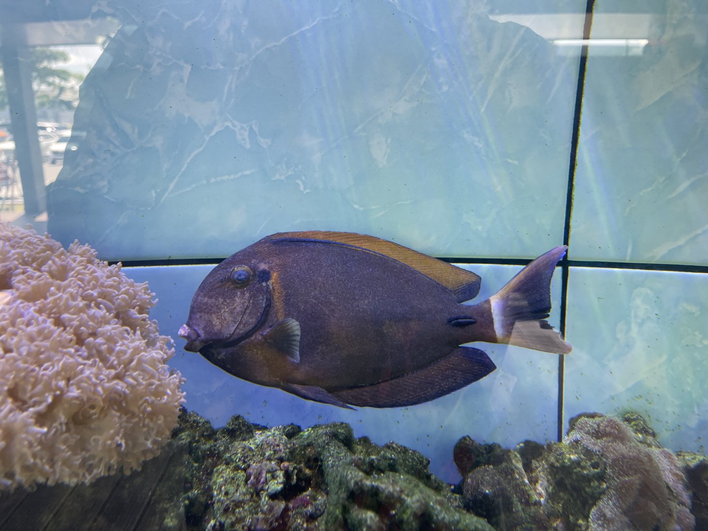 ringtail surgeonfish (acanthurus blochii)