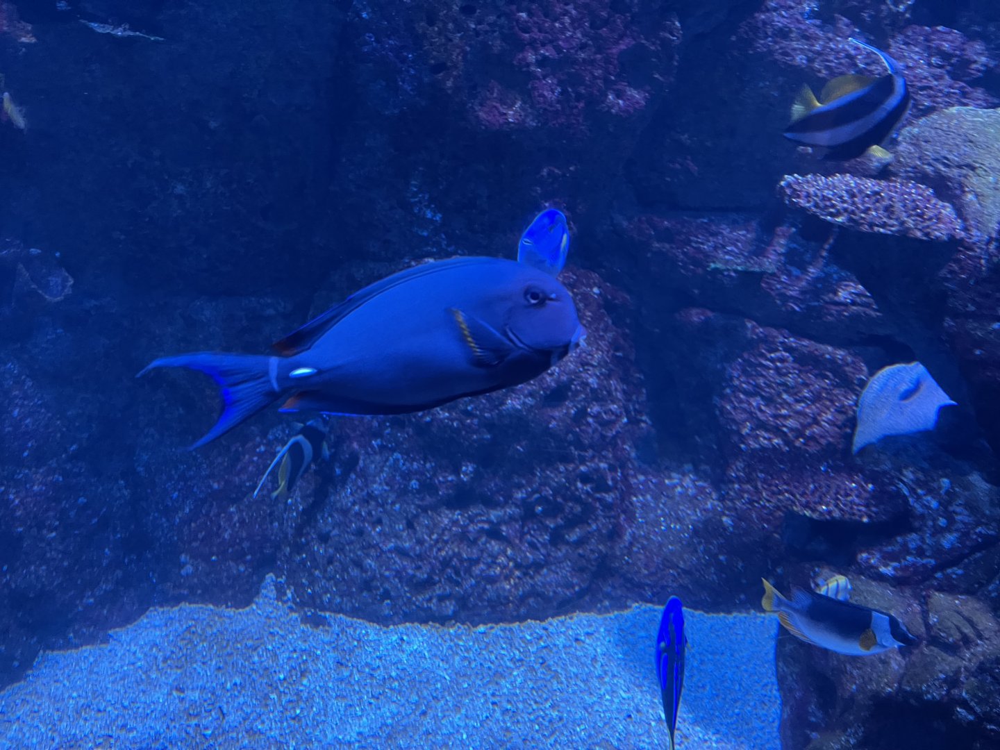 ringtail surgeonfish (acanthurus blochii)
