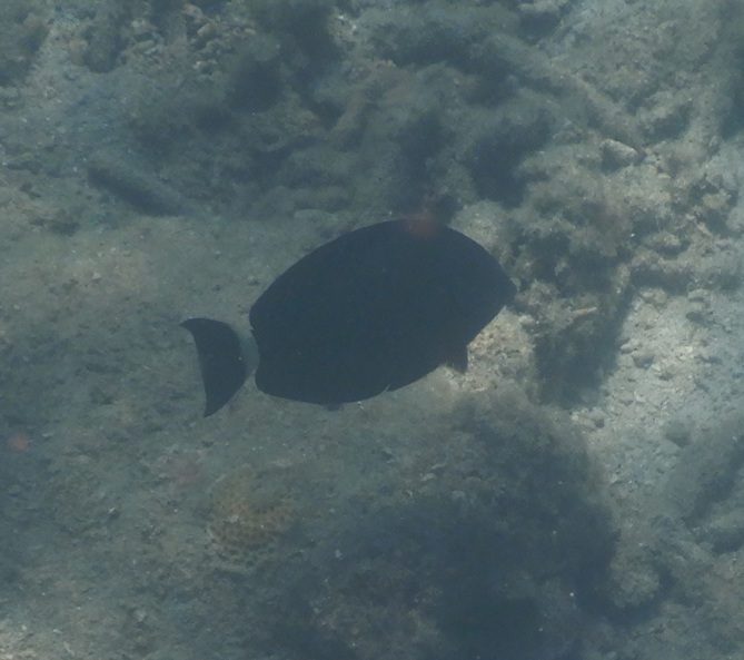 Ringtail Surgeonfish Juvenile