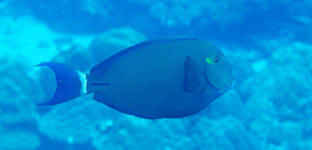 Ringtail Surgeonfish