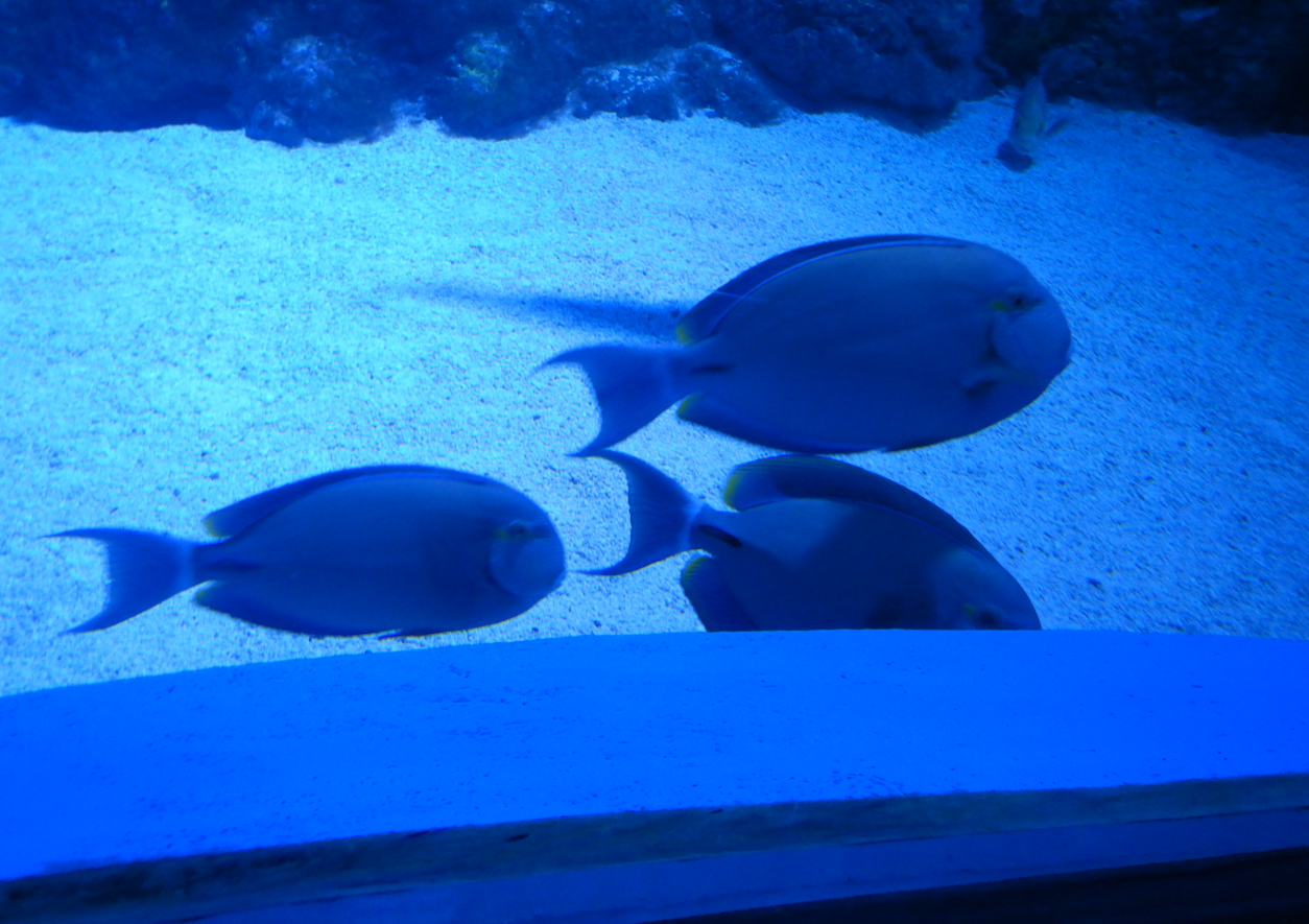 Ringtail Surgeonfish