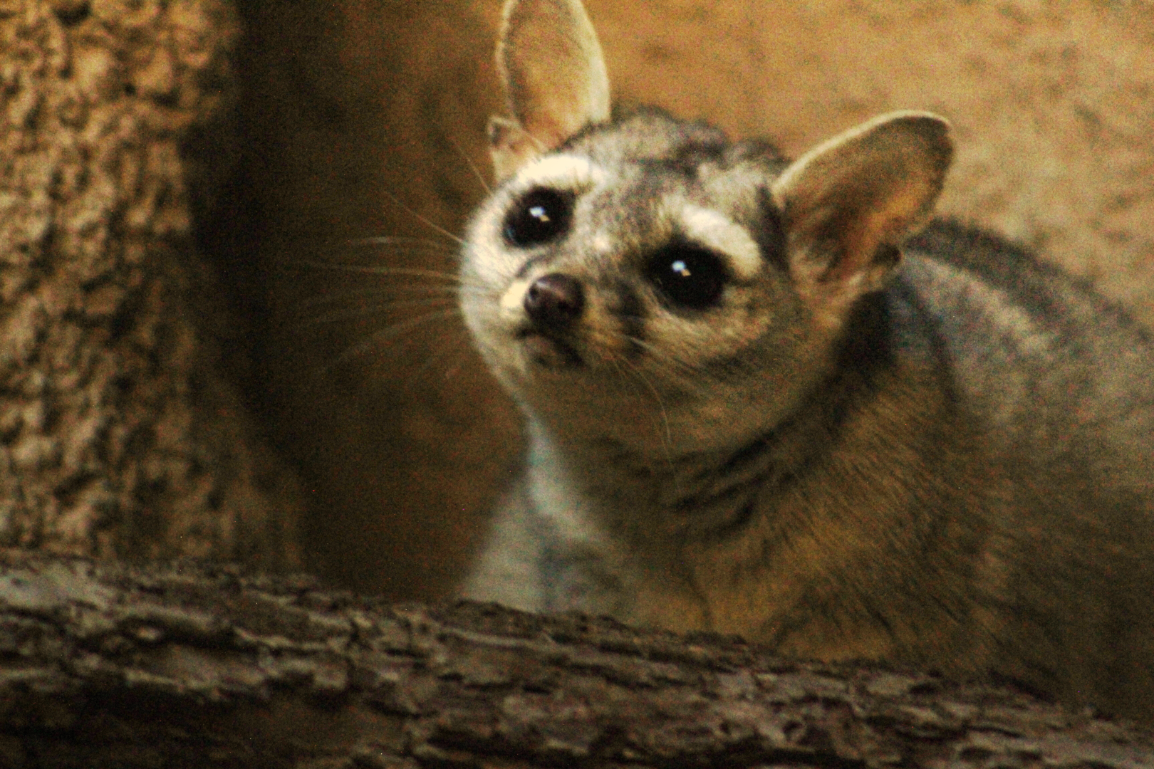 Ringtail - Wild Texas