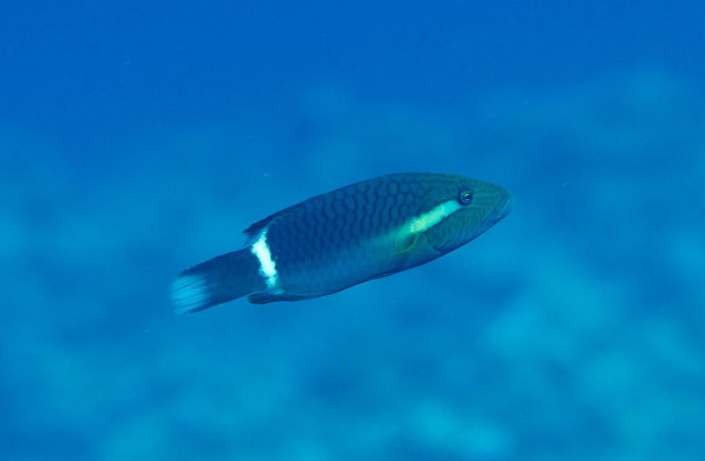 Ringtail Wrasse (Oxycheilinus unifasciatus)