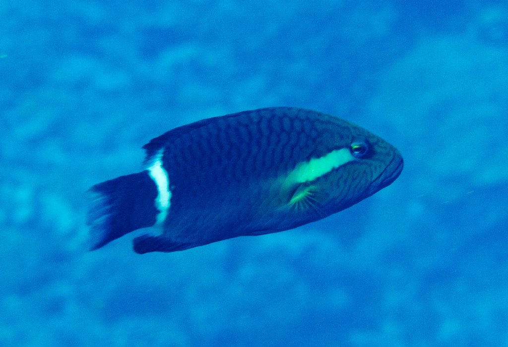 Ringtail Wrasse (Oxycheilinus unifasciatus)