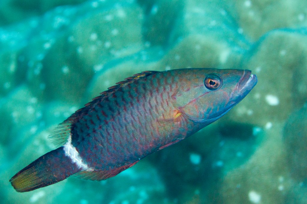Ringtail Wrasse