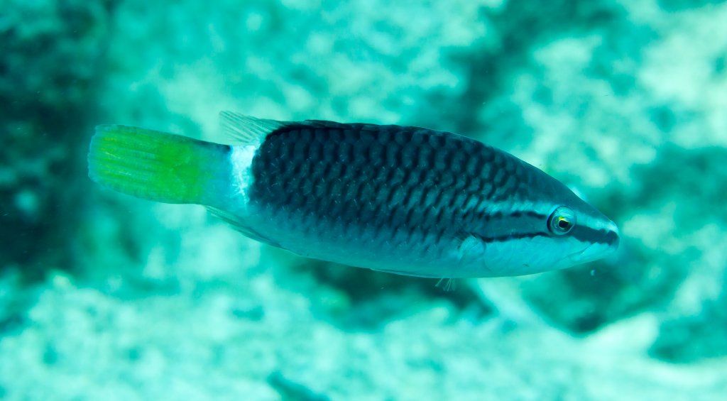 Ringtail Wrasse