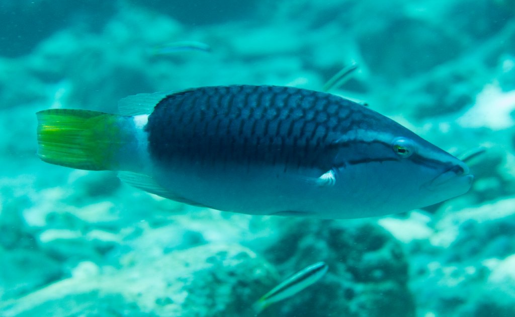 Ringtail Wrasse