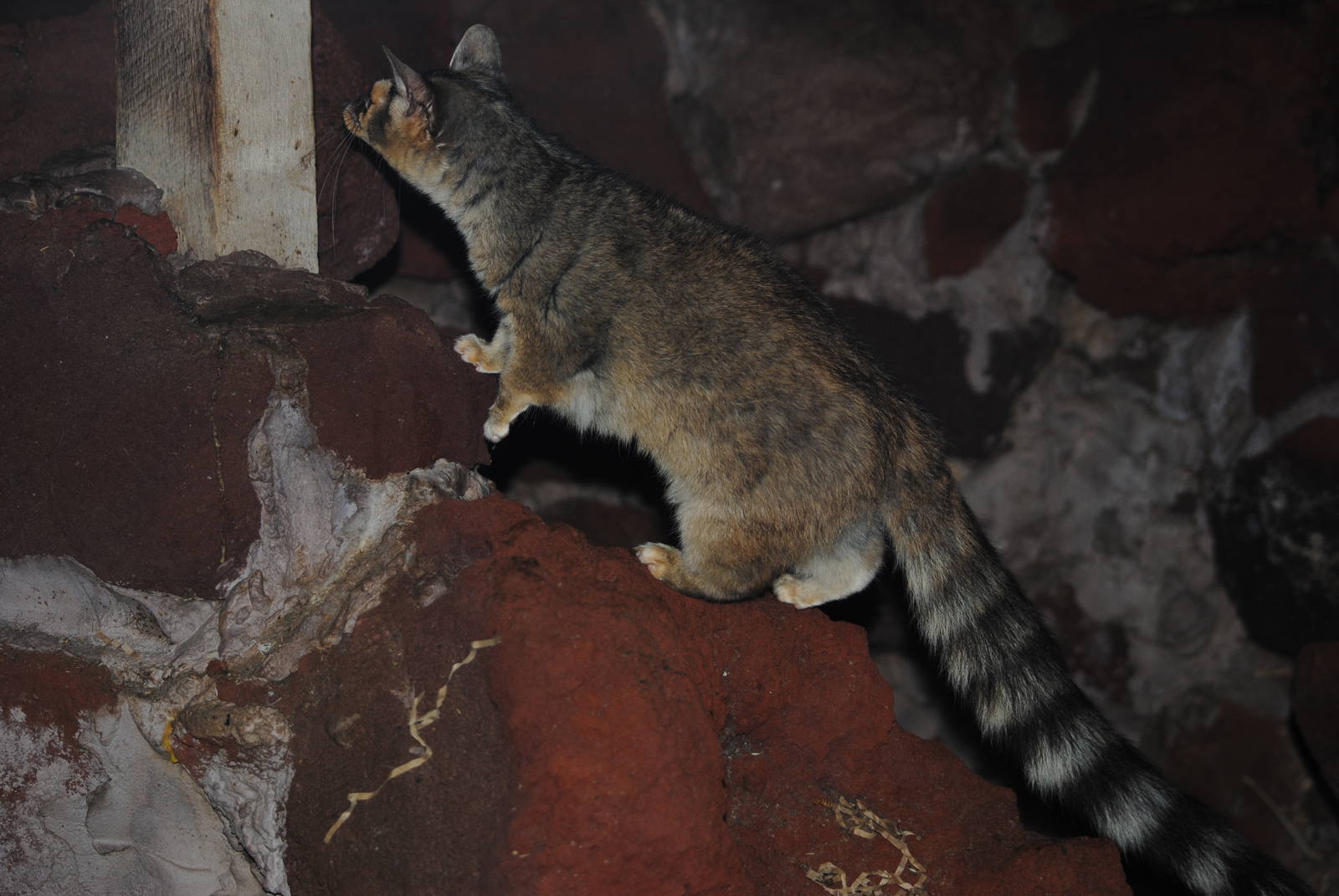 Ringtail