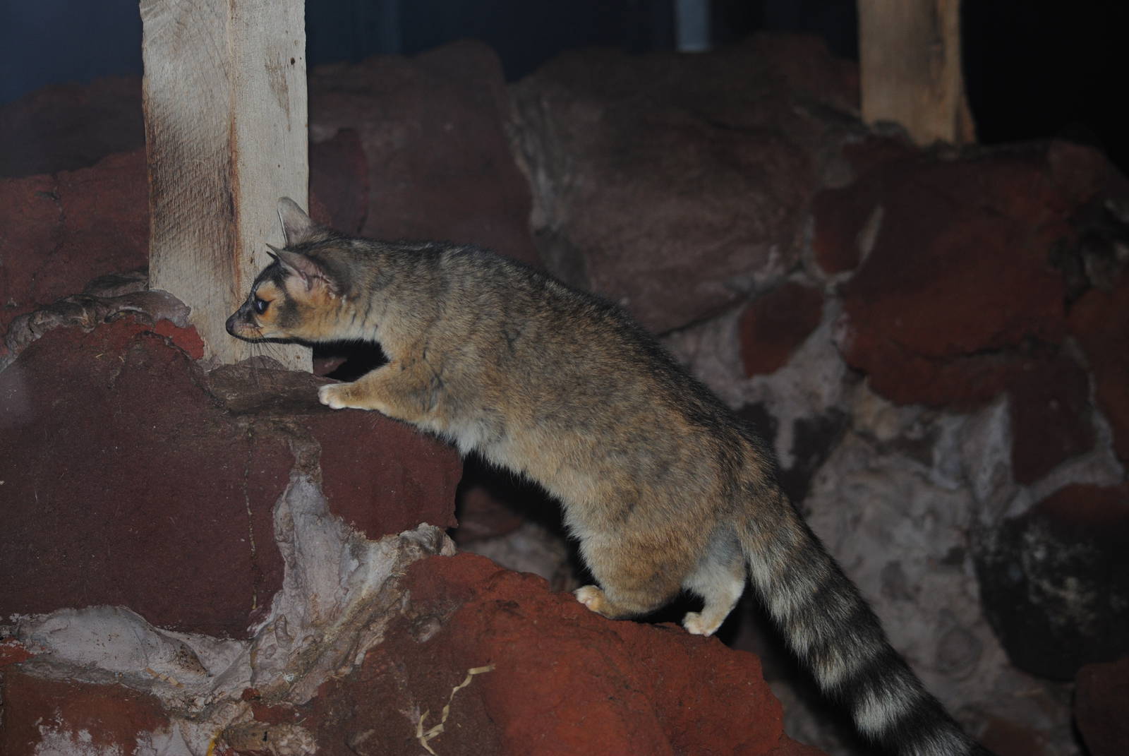 Ringtail