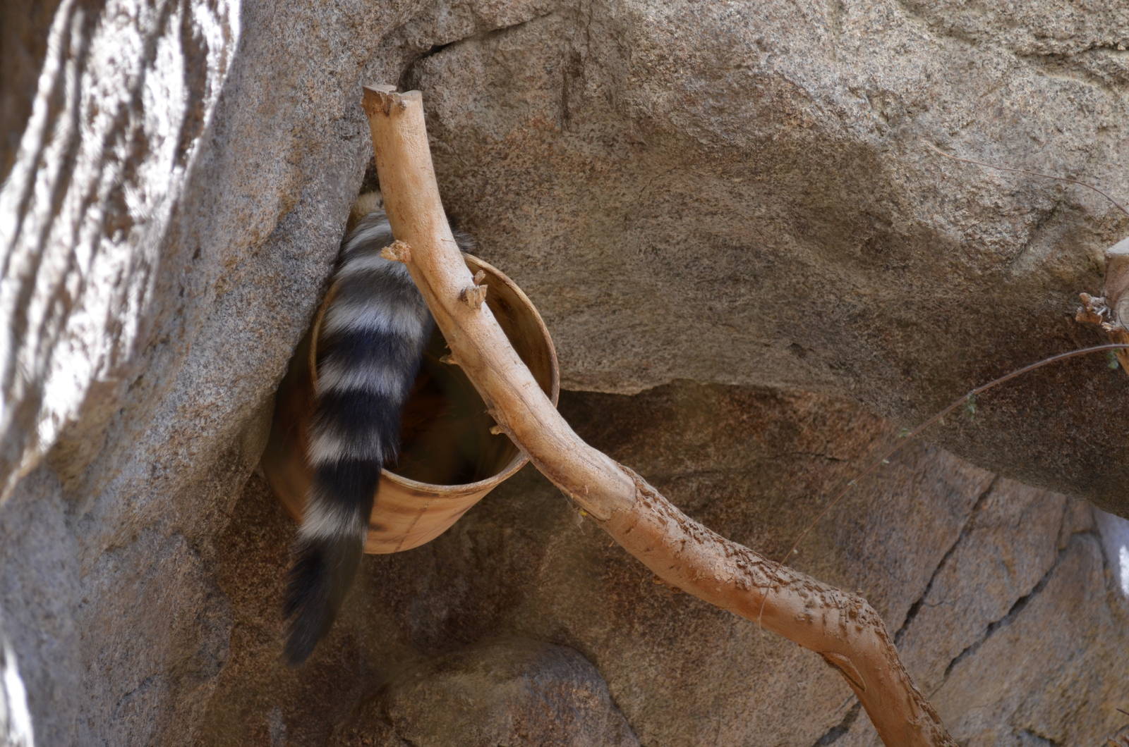 Ringtail