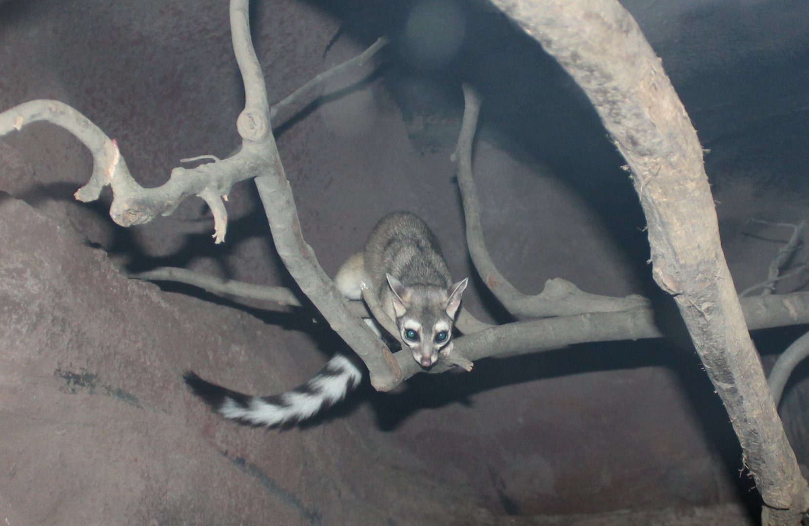 Ringtail