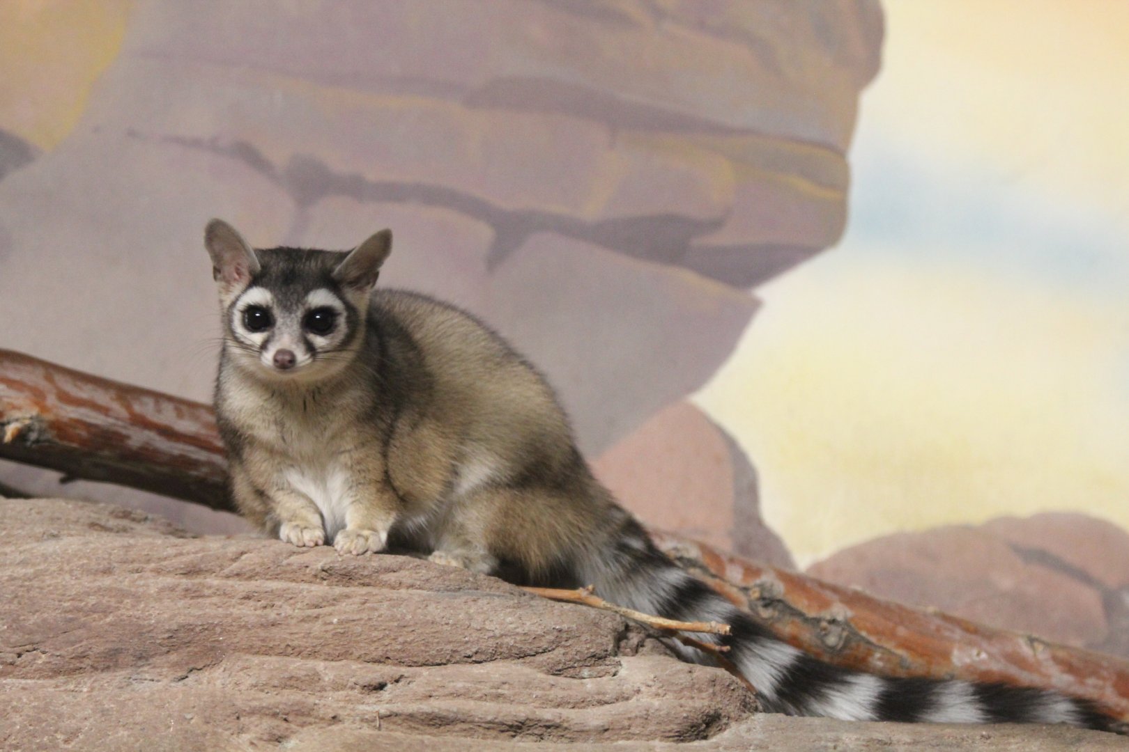 Ringtail
