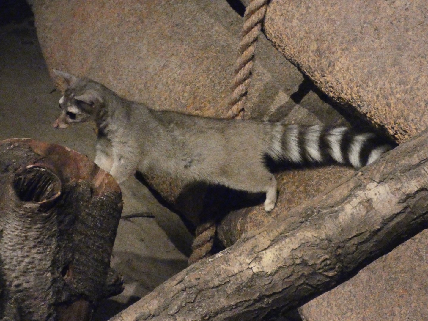 Ringtail