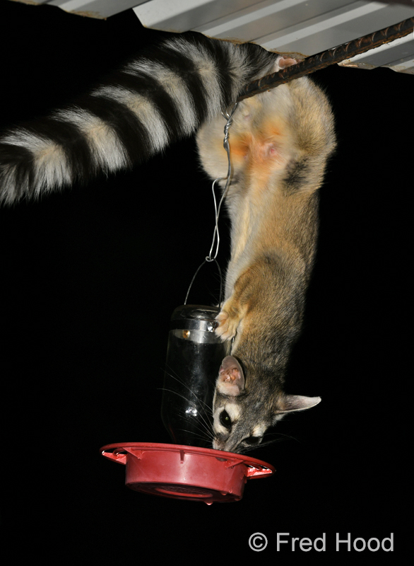 ringtail