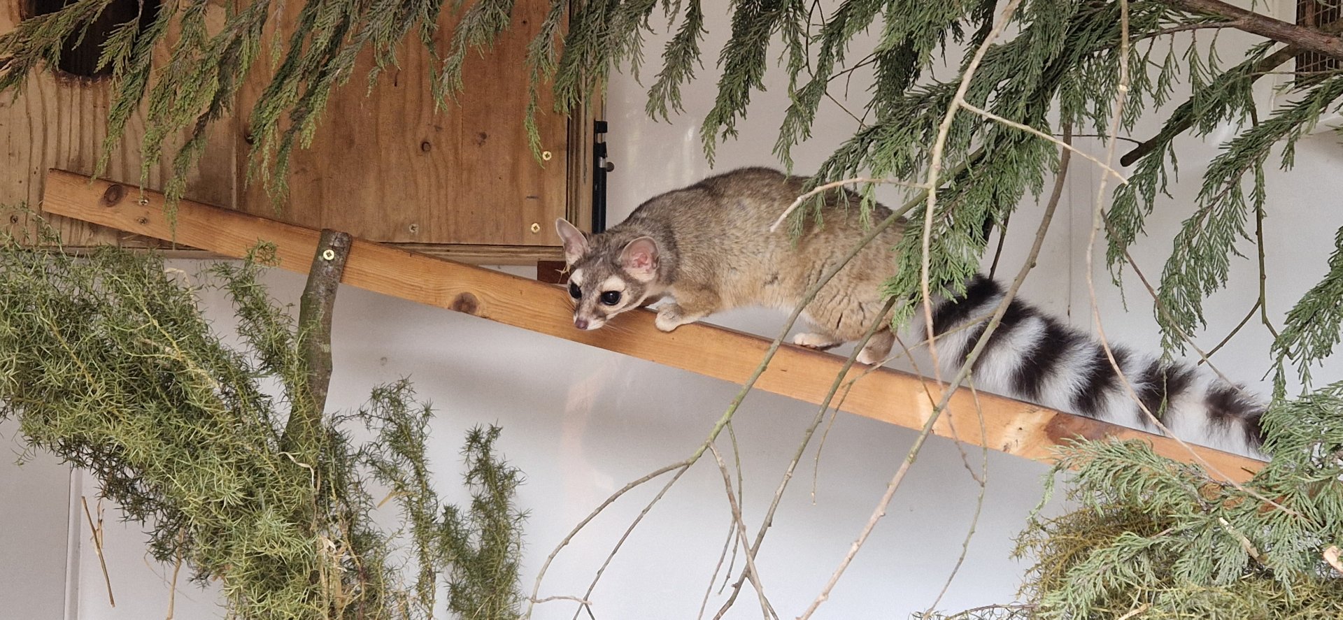 Ringtail