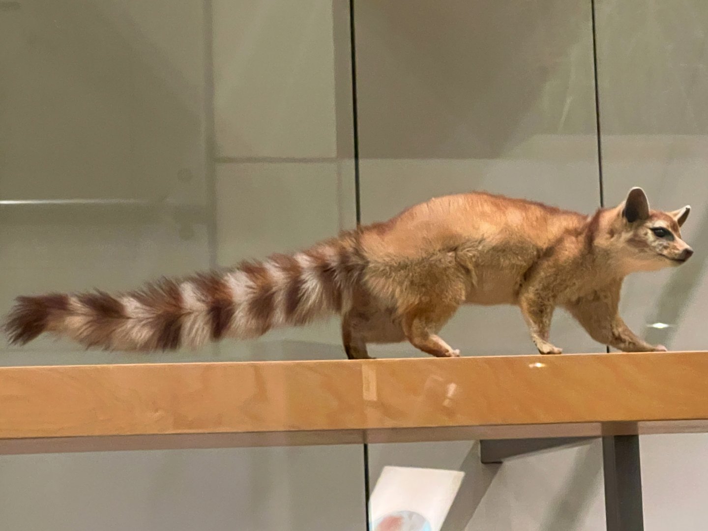 Ringtail