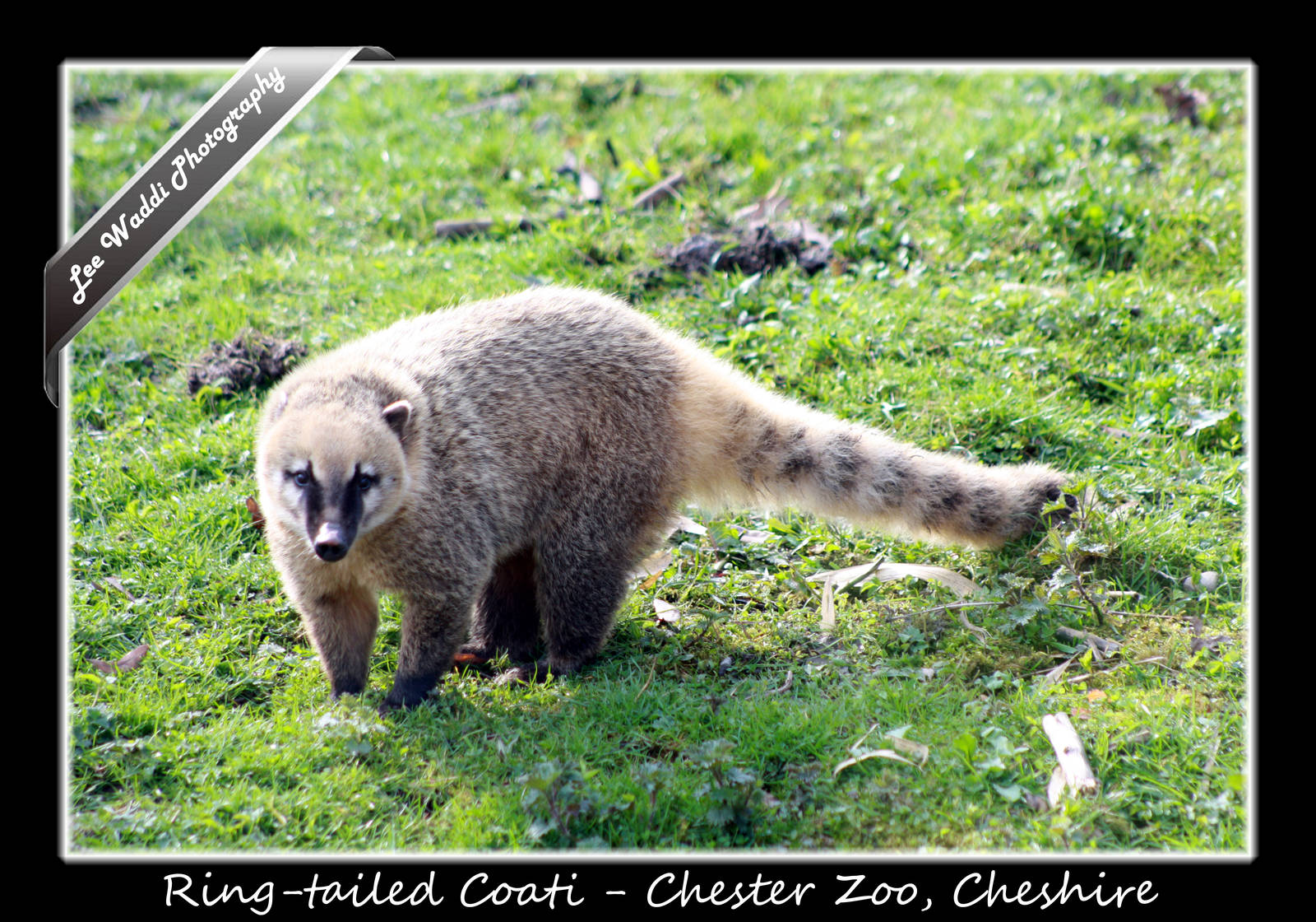 Ringtailed Coati