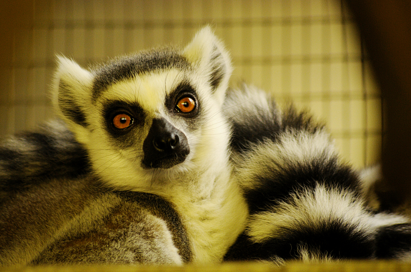 Ringtailed lemur at Allwetterzoo