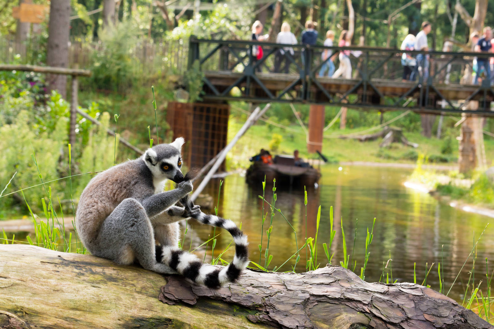 Ringtailed Lemur at de Grote Wildernis