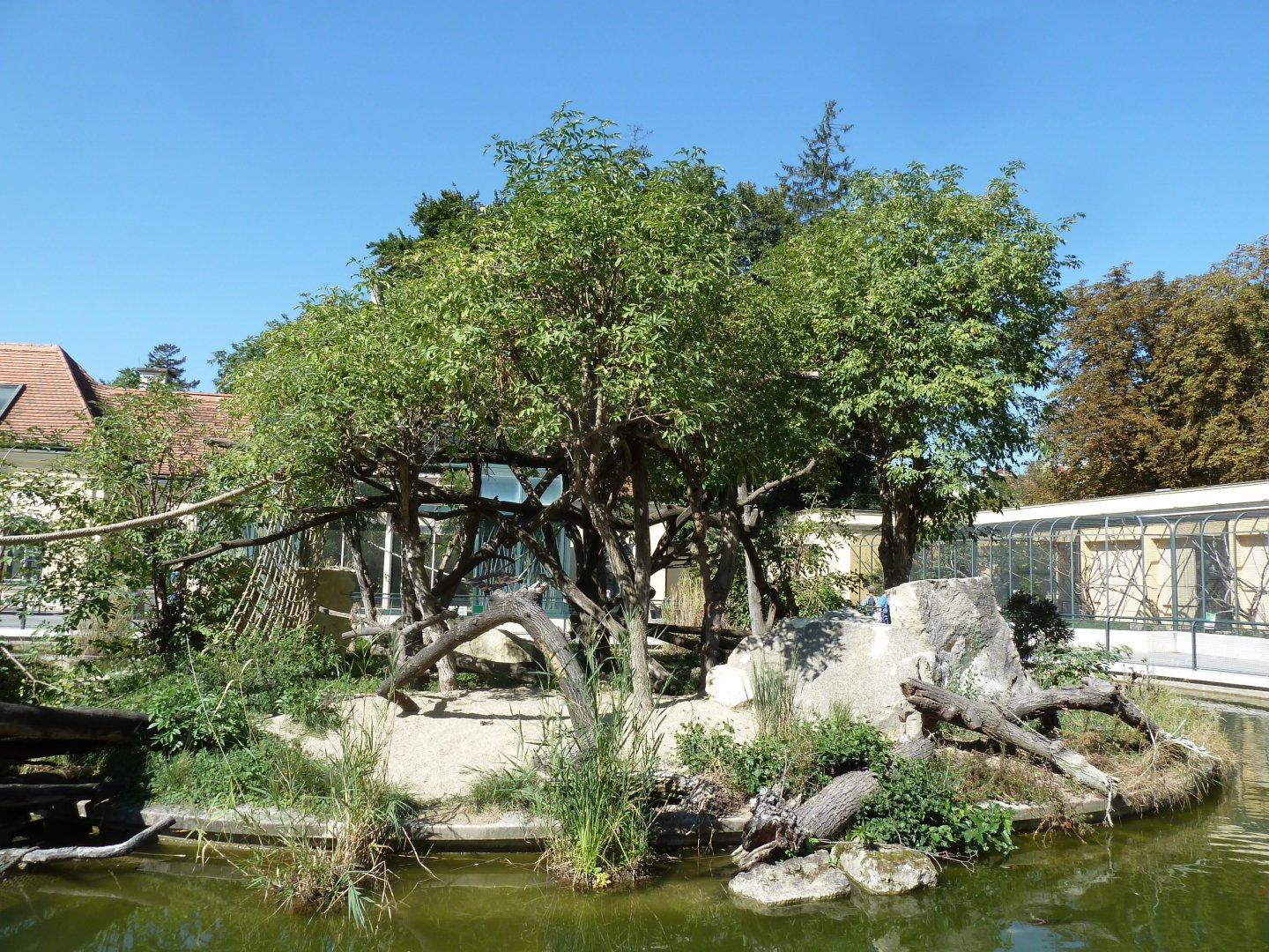 Ringtailed lemur enclosure