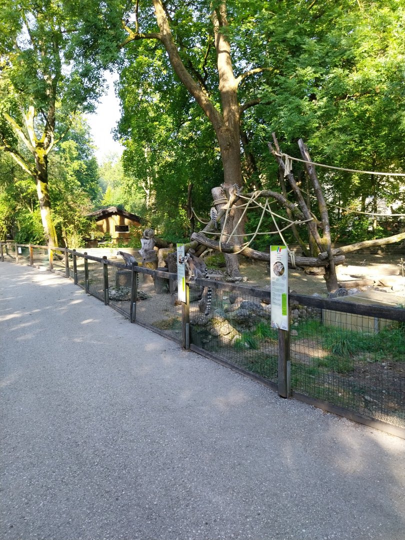 Ringtailed lemur enclosure