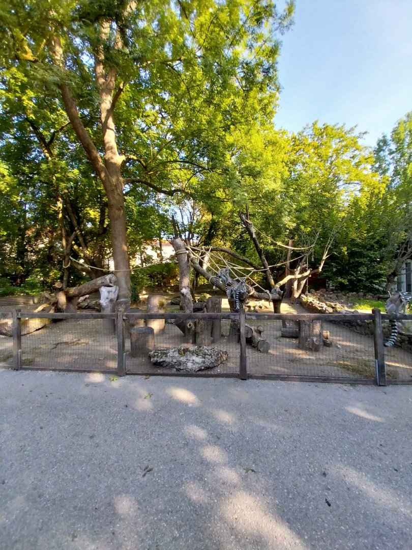 Ringtailed lemur enclosure