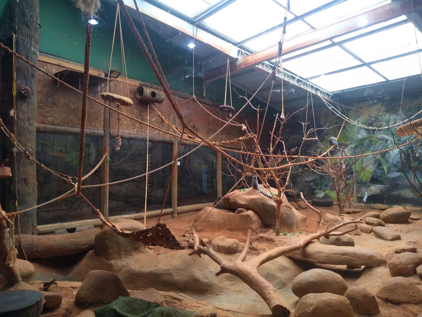 Ringtailed lemur exhibit - São Paulo Aquarium