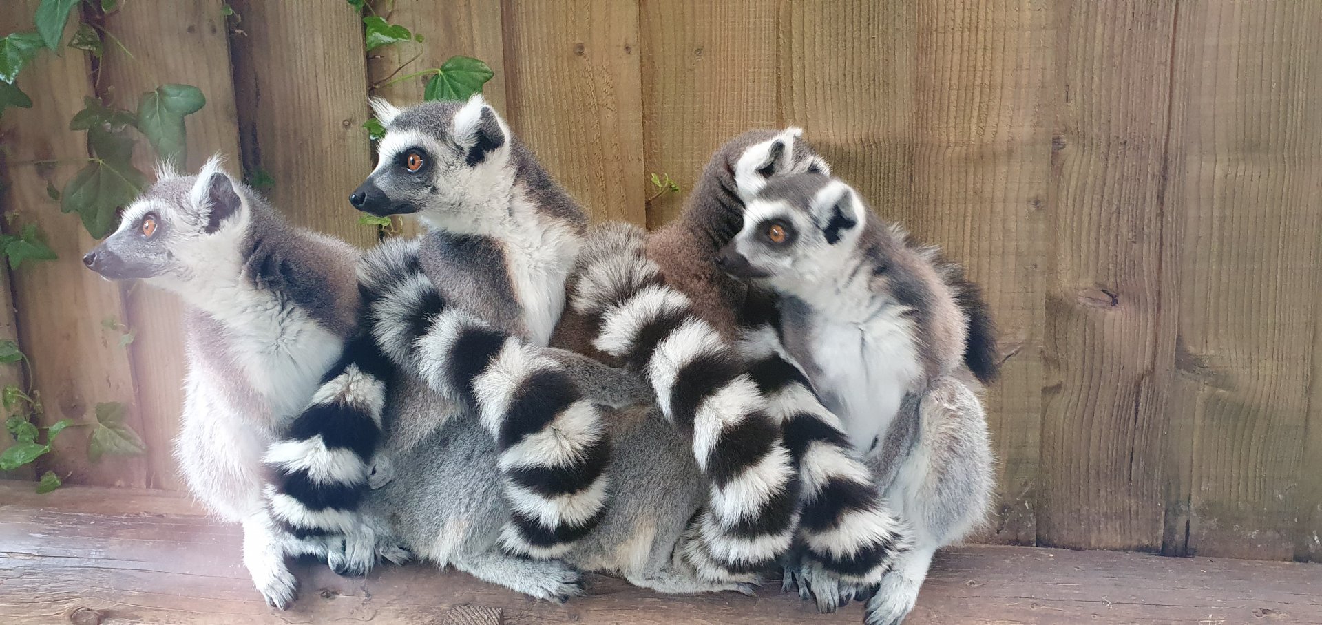 Ringtailed lemur group