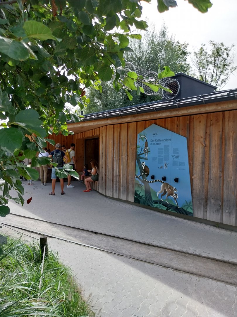 Ringtailed lemur house