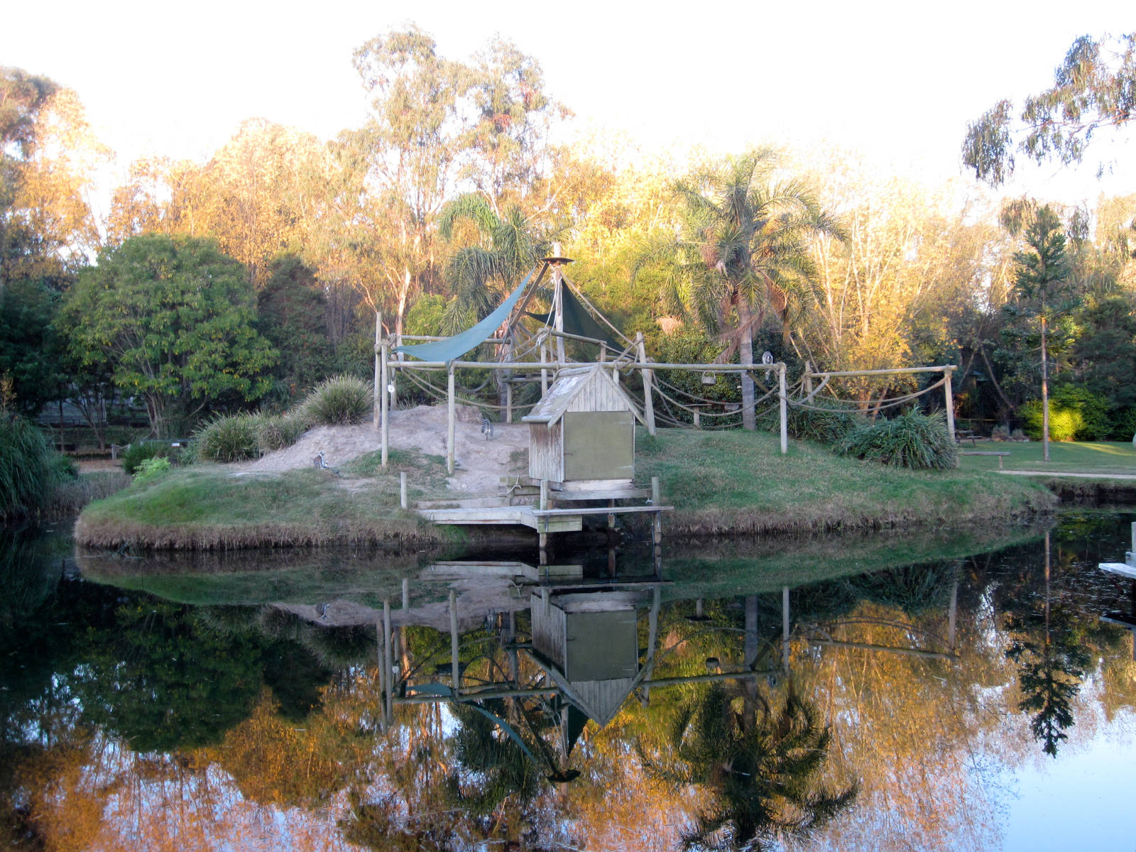 Ringtailed Lemur island