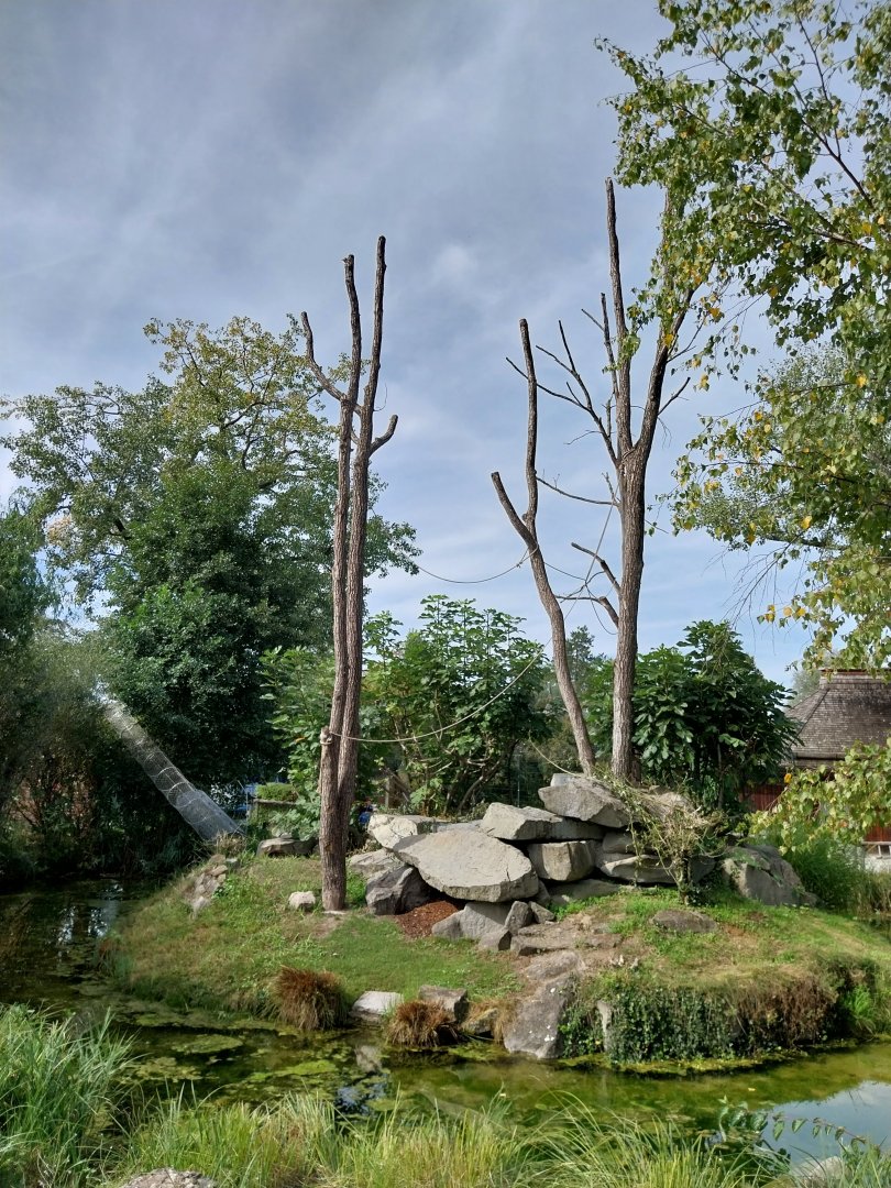 Ringtailed lemur island