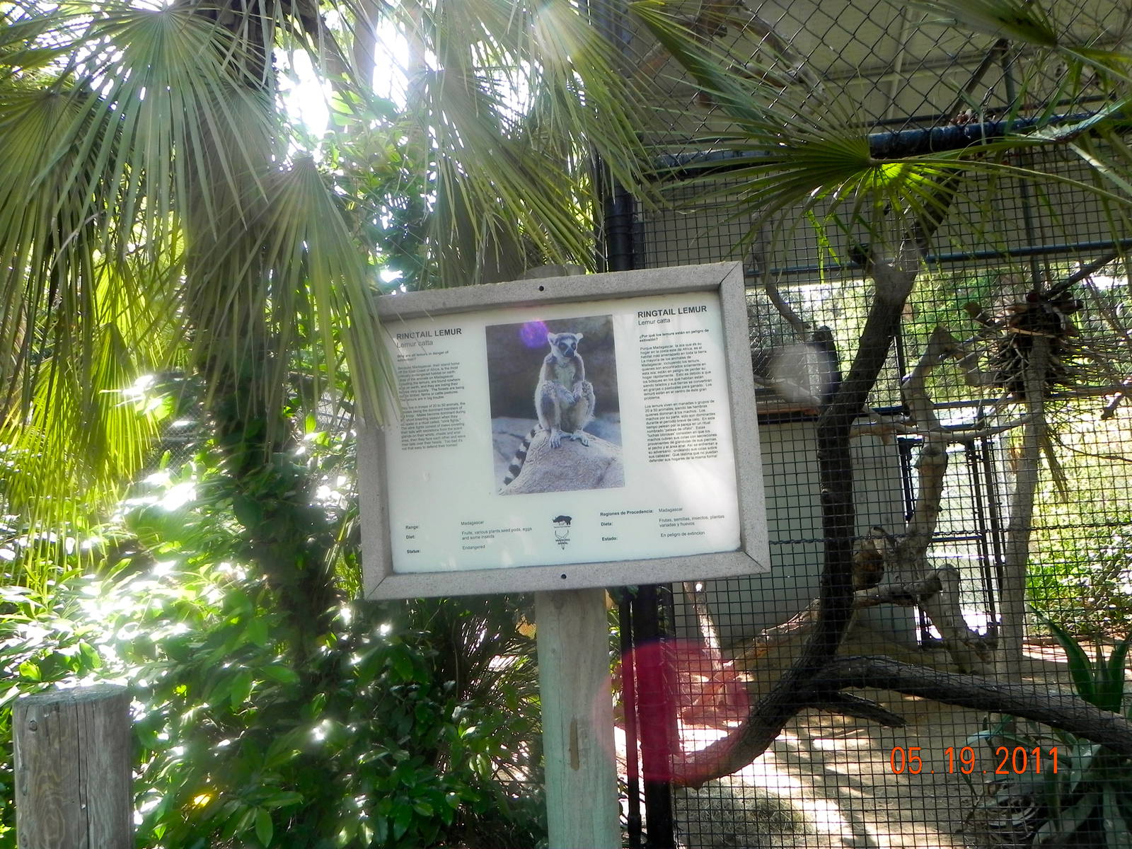 Ringtailed Lemur sign