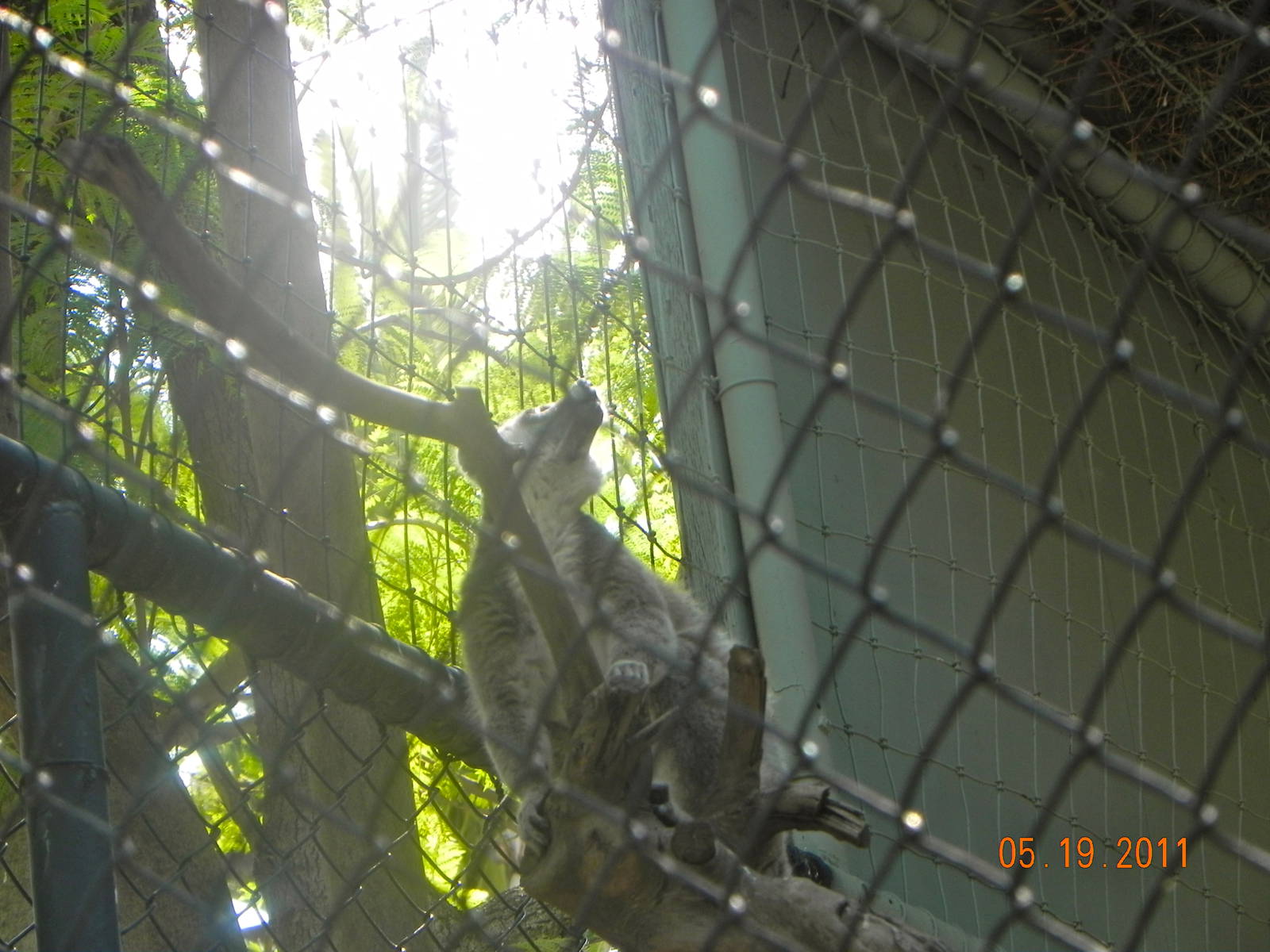 Ringtailed lemur vocalizing