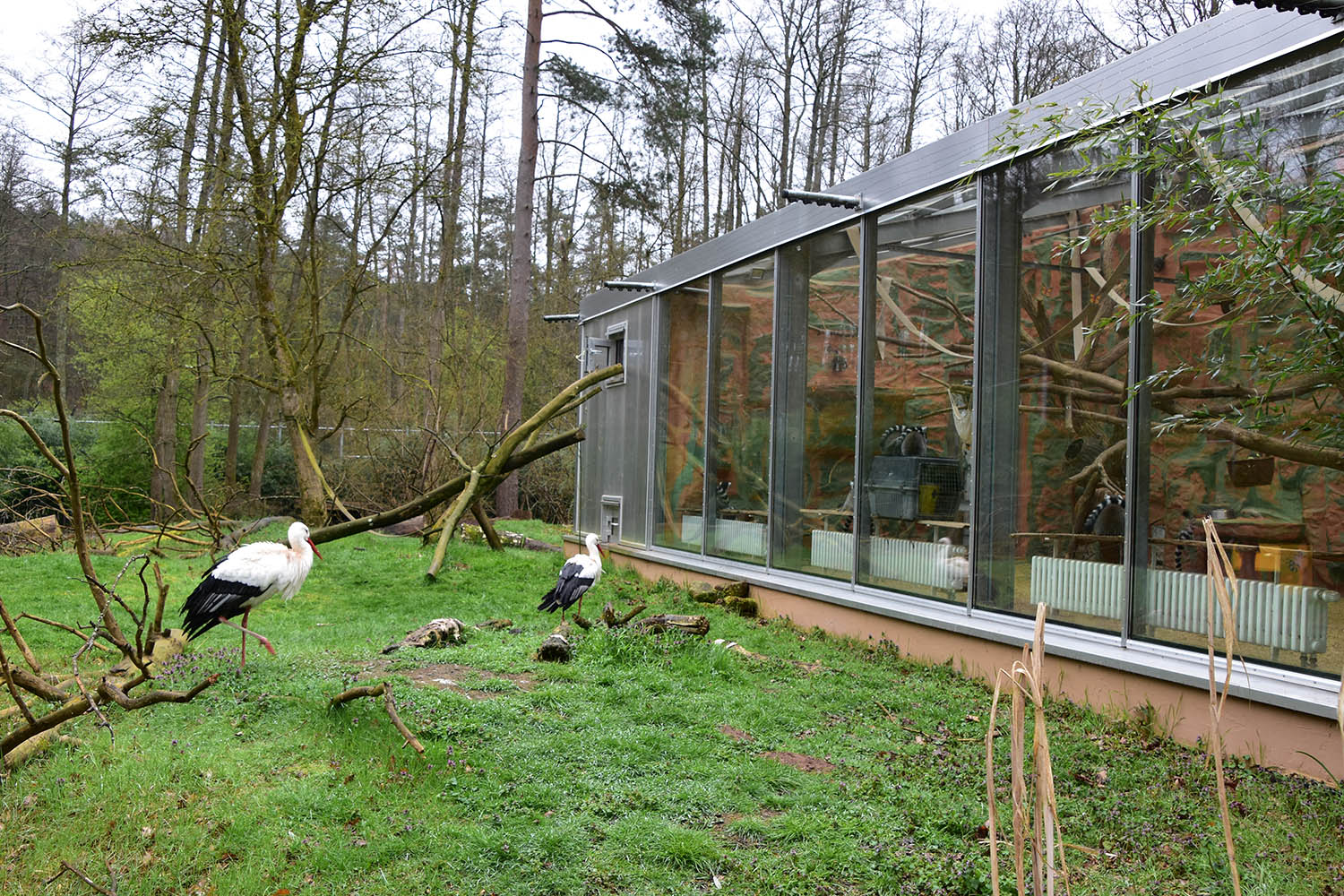 Ringtailed lemur walk-through enclosure