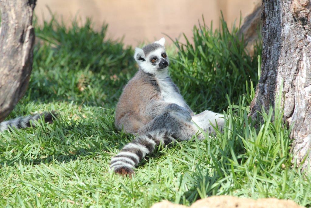 Ringtailed Lemur