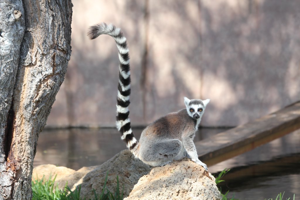 Ringtailed Lemur