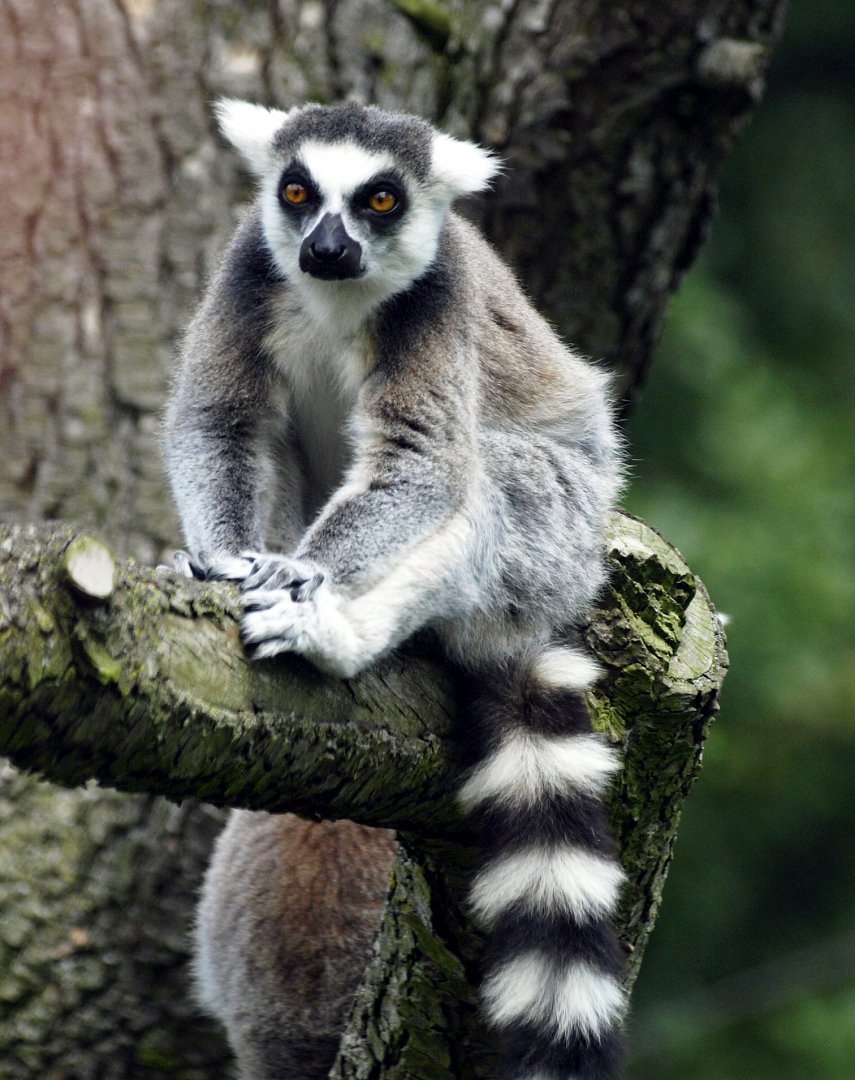 Ringtailed lemur