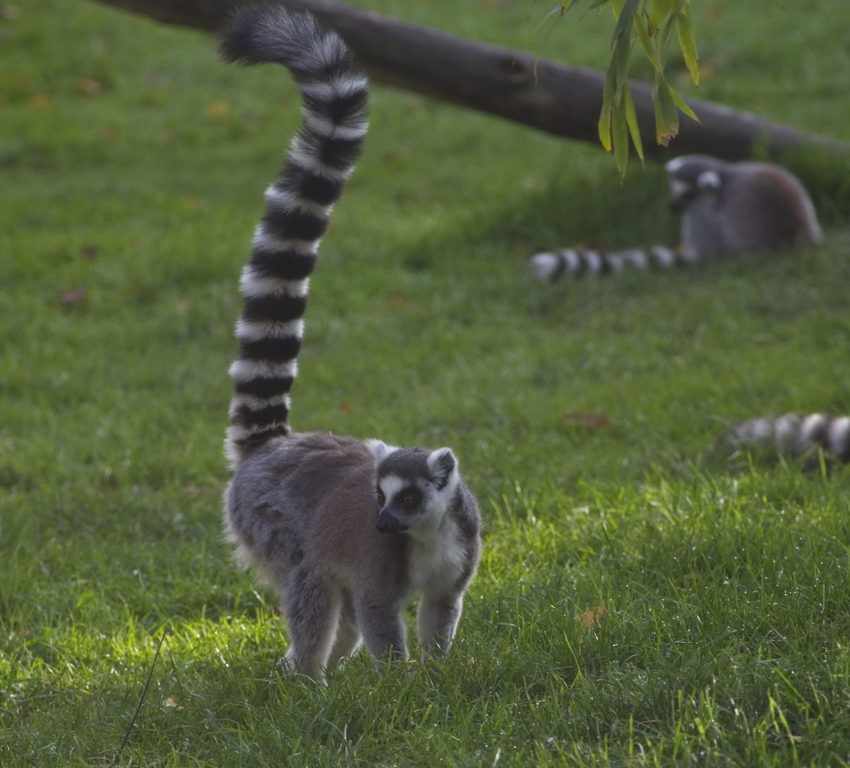 Ringtailed Lemur