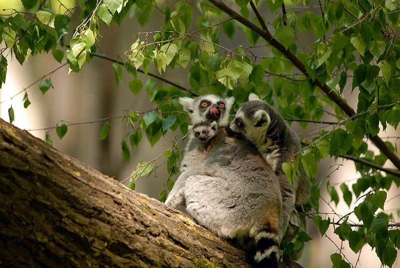Ringtailed lemurs at Cottbus