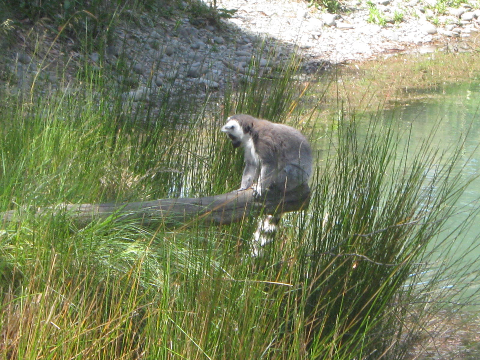 Ringtailed lemurs