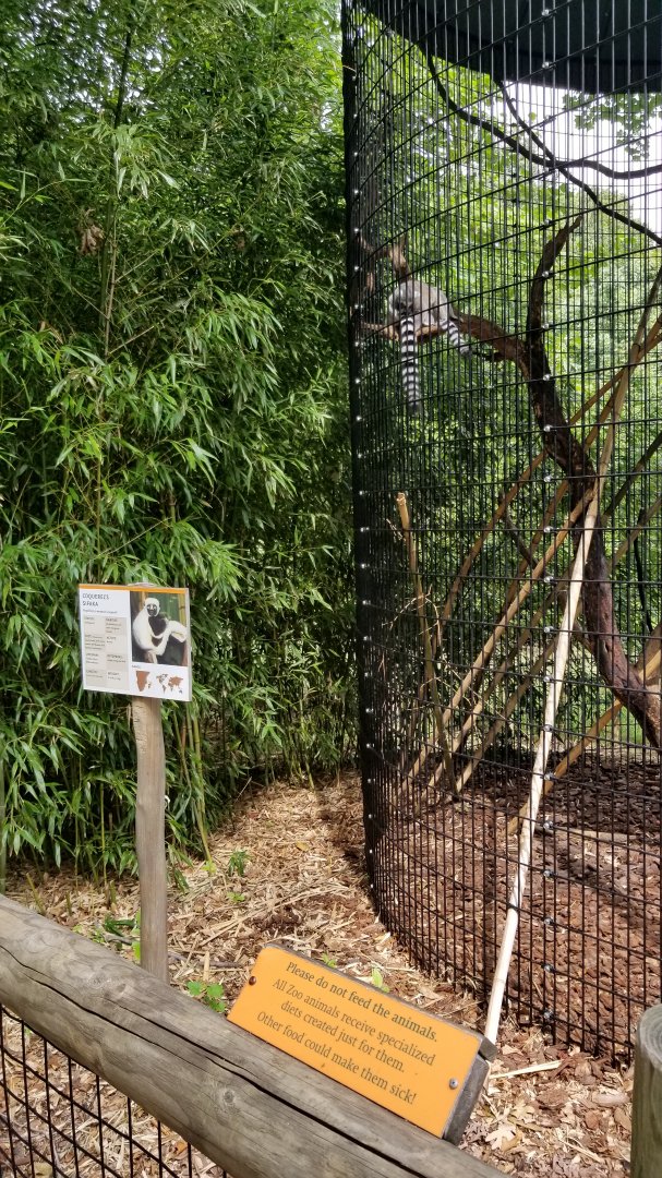 Ringtails in Sifaka exhibit