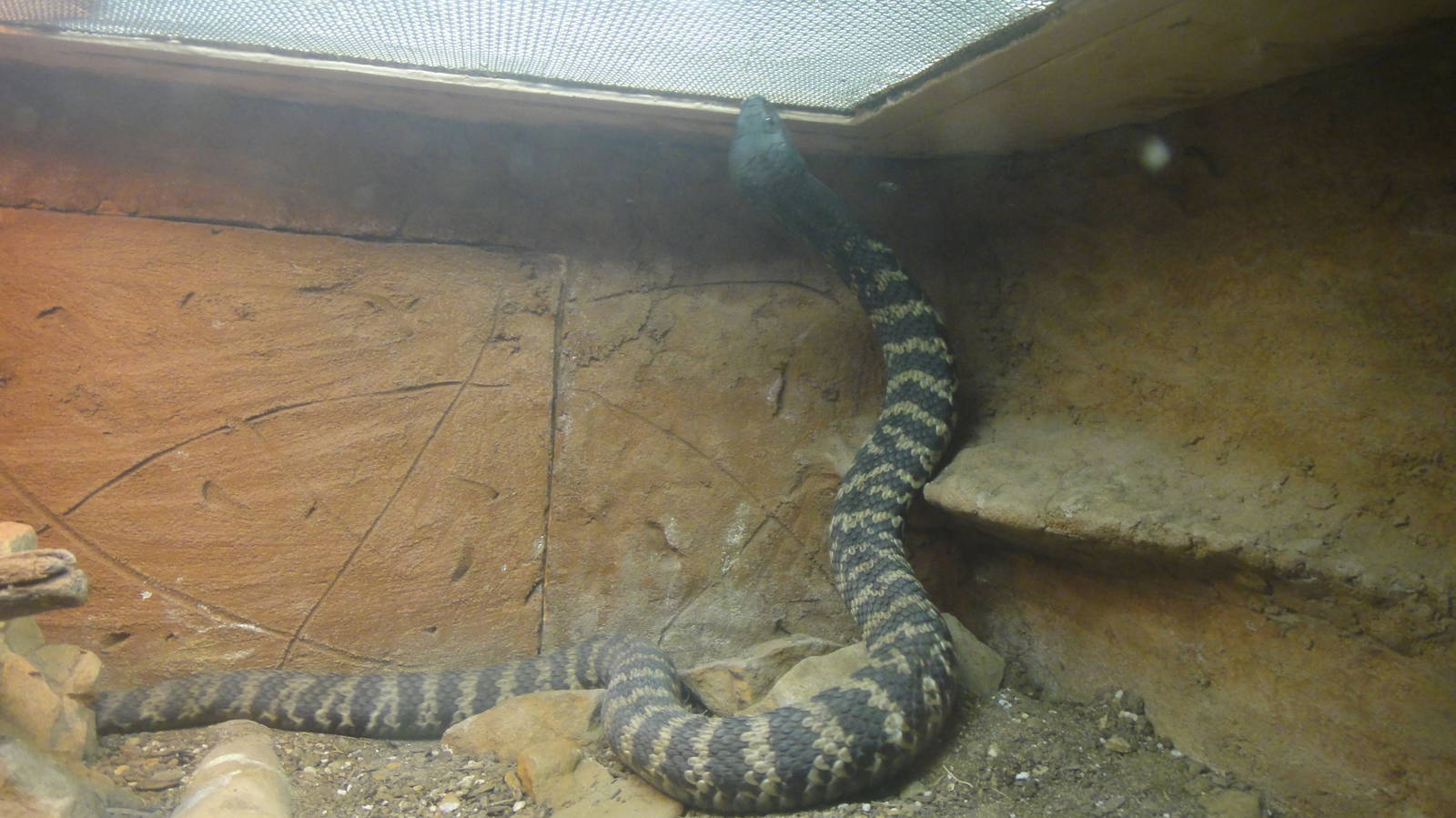 Rinkhal's Cobra at Dallas zoo 2015-03-12