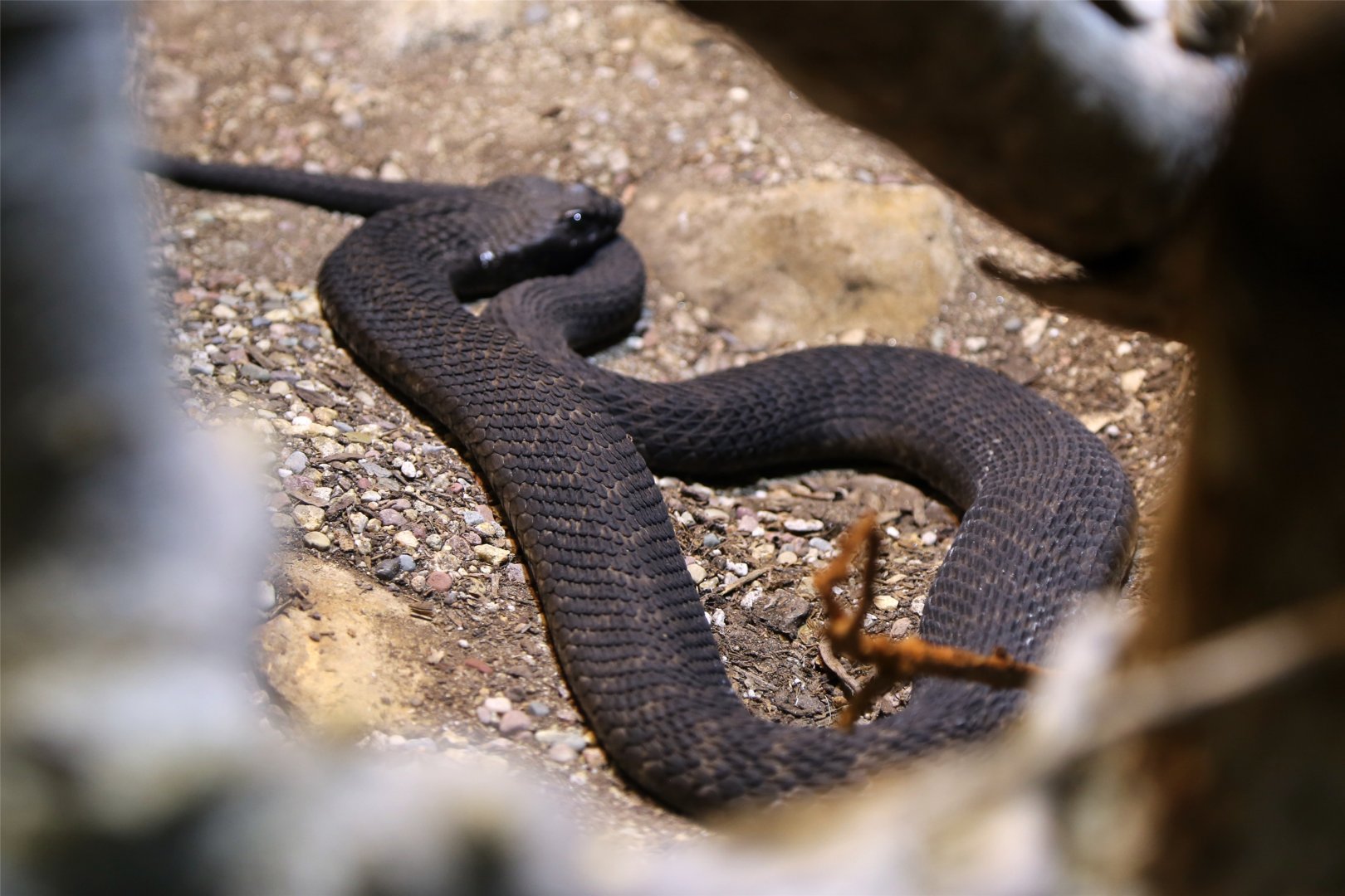 Rinkhals (Hemachatus haemachatus)